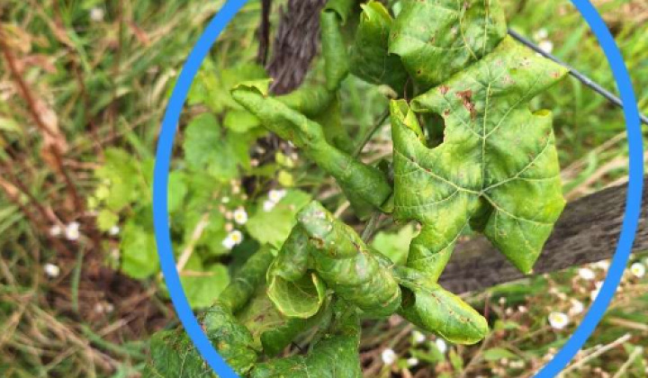 Fotka - Zlaté žltnutie viniča